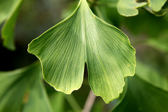 Ginkgo Biloba Leaf